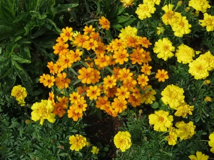 黄色的花朵,鲜花,Blütenmeer,床,折扣 黄色的花朵,鲜花,Blütenmeer,床,折扣