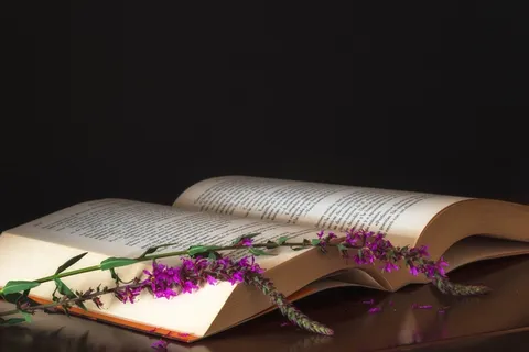 盆栽植物,台灯,床,丝袜,沙发,薰衣草在打开的书