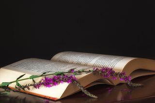 盆栽植物,台灯,床,丝袜,沙发,薰衣草在打开的书