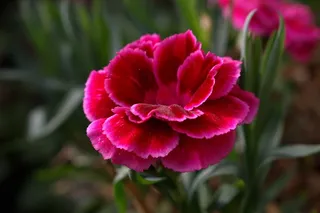 花，开花，关闭，红色