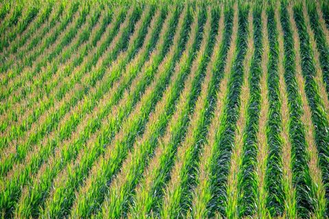 玉米田，玉米，原野，玉米植物，景观