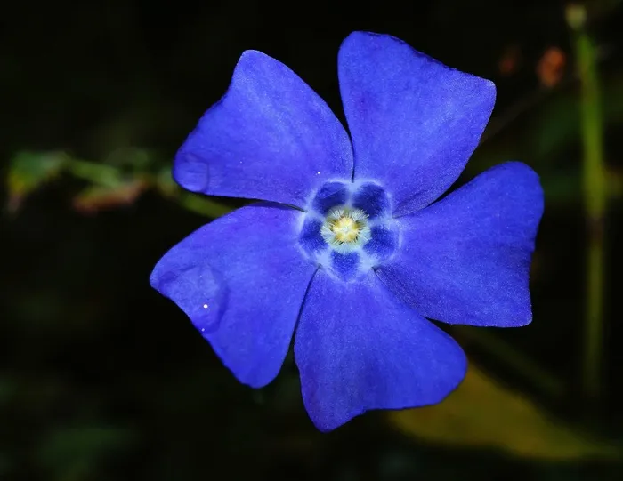 花，开花，蓝色，明亮，关闭，自然