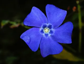 花，开花，蓝色，明亮，关闭，自然