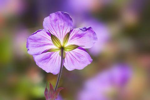 文件夹式雪花莲，Galanthus Plicatus，紫罗兰