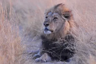 博茨瓦纳，狮子，非洲，Savuti