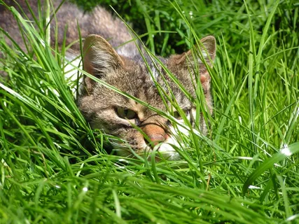 猫,猫的特写,枪口猫,猎人猫,草 猫,猫的特写,枪口猫,猎人猫,草