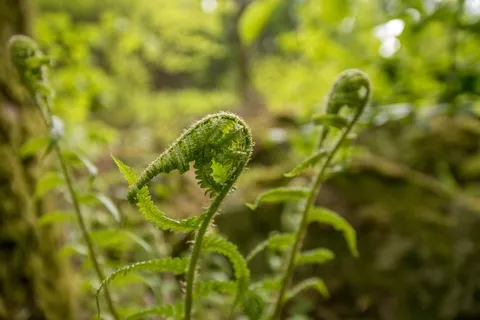 蕨类,森林,绿色,植物,叶子,春天,苔,芽 蕨类,森林,绿色,植物,叶子,春天,苔,芽