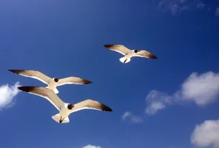 海鸥，海鸥，鸟类，自由，飞行，自然，飞行