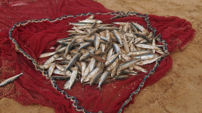 渔网，钓鱼，食品，菲舍尔，芳，斯里兰卡