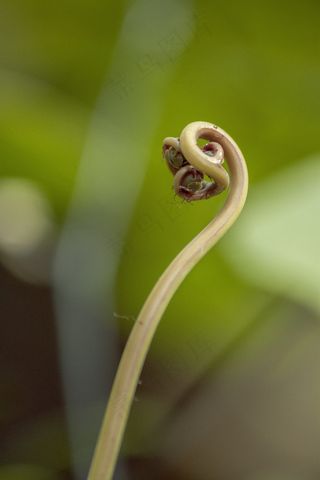 植物，宏，奇怪，异国情调，热带，详细信息，卷曲