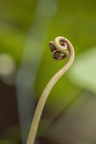 植物，宏，奇怪，异国情调，热带，详细信息，卷曲