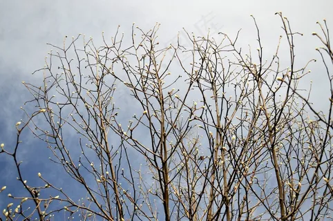 蓝天，美丽，新鲜，图案，景观