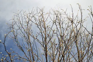 蓝天，美丽，新鲜，图案，景观