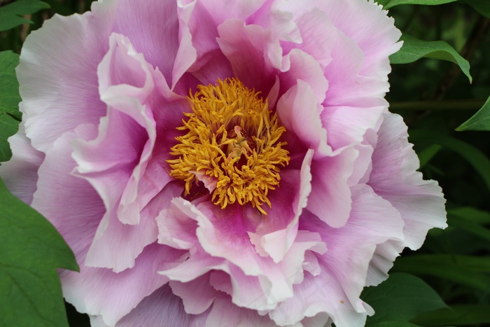 花，春天，盛开，鲜花，粉红色，花园，自然