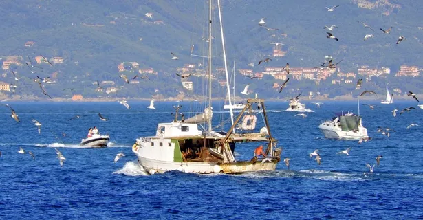 钓鱼，鸟类，鱼，海，船