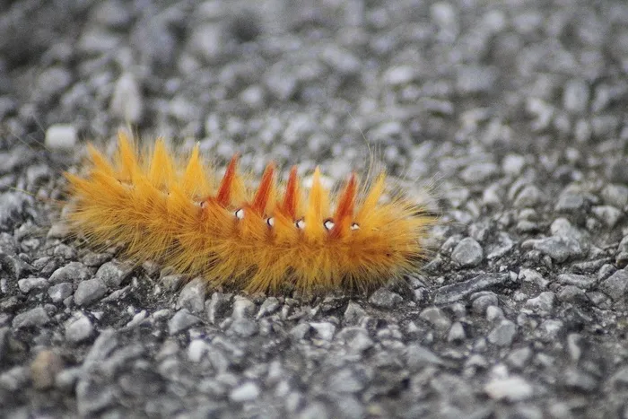 枫蛾，Acronicta Aceris，七叶树猫头鹰毛毛虫