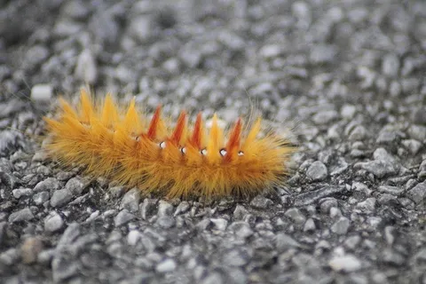 枫蛾,Acronicta Aceris,七叶树猫头鹰毛毛虫 枫蛾,Acronicta Aceris,七叶树猫头鹰毛毛虫