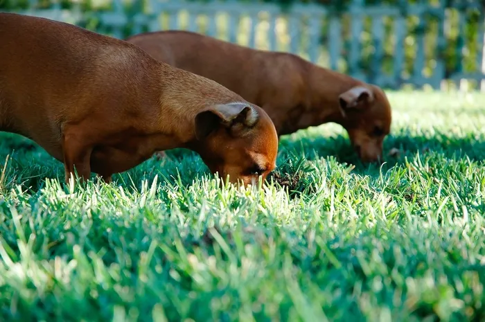 腊肠犬,罗得西亚脊背犬,腊肠狗,玩具,鱼类,花园吃草草甸