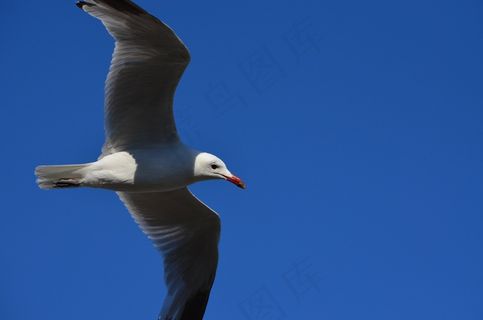 海鸥,鸟,飞,海岸,水禽,飞行 海鸥,鸟,飞,海岸,水禽,飞行
