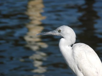 伊塔瓜，乌巴图巴，圣保罗，巴西，鸟飞，白色，水机