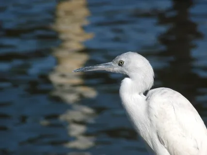 伊塔瓜，乌巴图巴，圣保罗，巴西，鸟飞，白色，水机