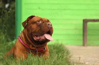 波尔多，藏ast，狗，动物，白色，德，藏ast