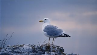 鸥，鸟，哥特兰，暮光之城，日落，鸟，瑞典