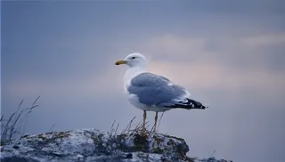 鸥，鸟，哥特兰，暮光之城，日落，鸟，瑞典
