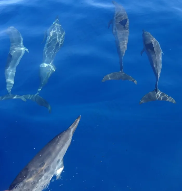 海豚，鱼，大海，水，蓝色，海洋