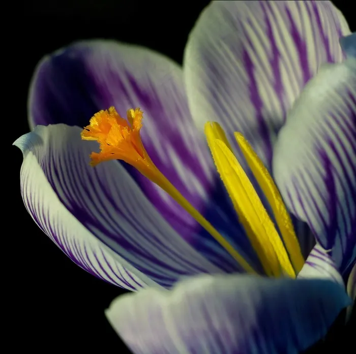 番红花，开花，关闭，春天，紫色，花