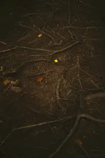 地面,根,森林,树,植物,树的根,棕色 地面,根,森林,树,植物,树的根,棕色