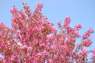 树，鲜花，春天，盛开，性质，粉红色，花