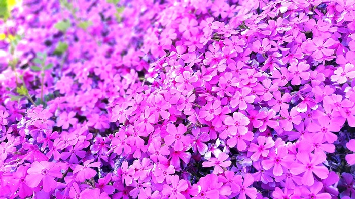 鲜花，粉红色，明亮，春天
