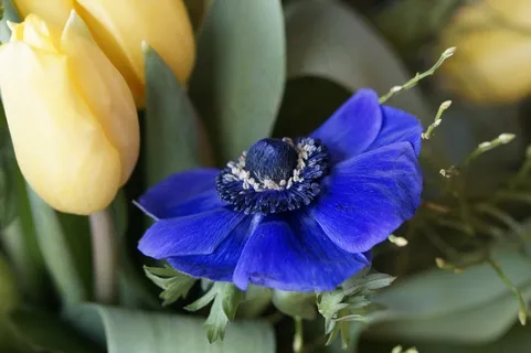 花束,郁金香,春天,鲜花,Schnittblume,植物群 花束,郁金香,春天,鲜花,Schnittblume,植物群