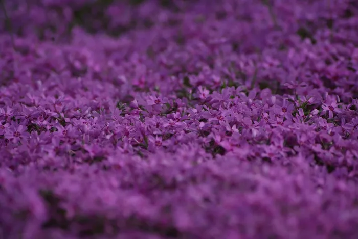 紫，鲜花，花，植物