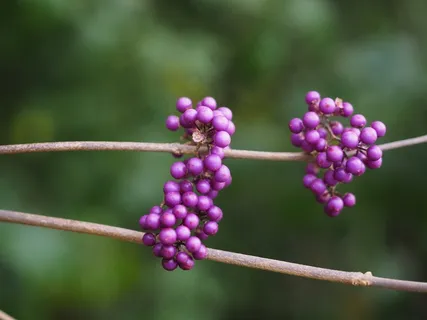 Schönfrucht,美丽的水果,浆果,紫色 Schönfrucht,美丽的水果,浆果,紫色