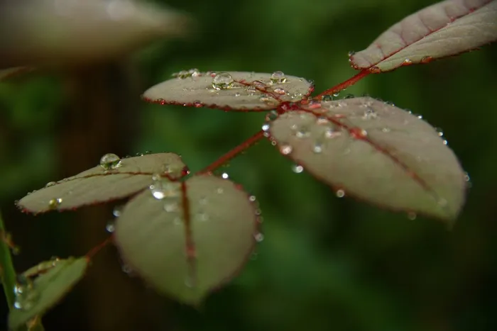 玫瑰，叶子，水滴，水滴，花的，植物群，绿色