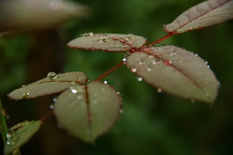 玫瑰,叶子,水滴,水滴,花的,植物群,绿色 玫瑰,叶子,水滴,水滴,花的,植物群,绿色