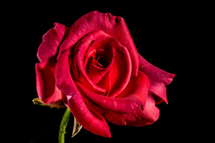 红玫瑰，玫瑰，玫瑰绽放，开花，花，花，红色