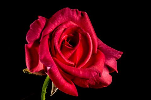 红玫瑰，玫瑰，玫瑰绽放，开花，花，花，红色