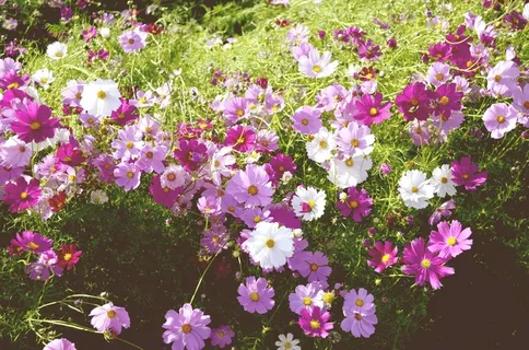 花卉园,秋季,课程,波斯菊,植物,鲜花 花卉园,秋季,课程,波斯菊,植物,鲜花