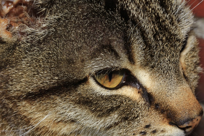 猫，脸，头，肖像，阿迪达斯，眼睛，视图