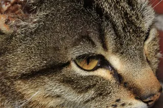 猫，脸，头，肖像，阿迪达斯，眼睛，视图