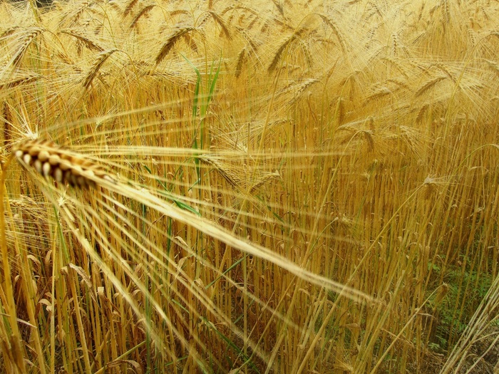 小麦，Epi，田野