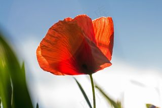 罂粟，红色，开花，盛开，红色，罂粟，盛开，颜色