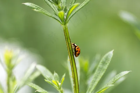 瓢虫,瓢虫,甲虫,自然,昆虫,花园,红色 瓢虫,瓢虫,甲虫,自然,昆虫,花园,红色