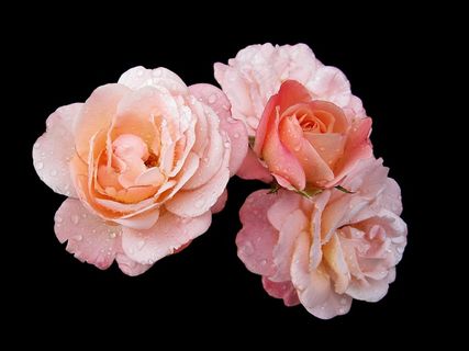 Buga，鲜花，Blütenmeer，2011年，科布伦茨床，折扣