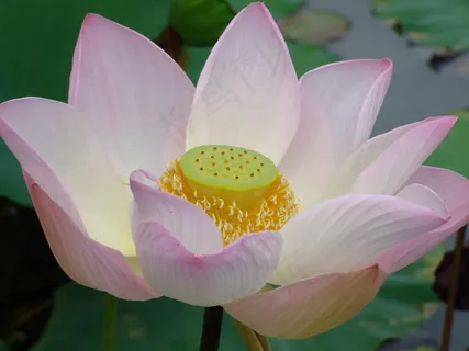 莲花,花,粉红色,美丽,植物,性质,开花 莲花,花,粉红色,美丽,植物,性质,开花
