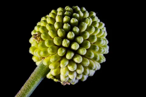 小花,花,野花,绿色 小花,花,野花,绿色