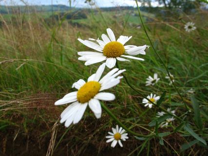 草，鲜花，自然，草地，绿色，雏菊，植物